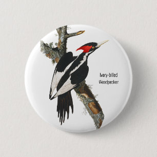 Elfenbeinspecht, Audubon, Vogelbeobachtung Button