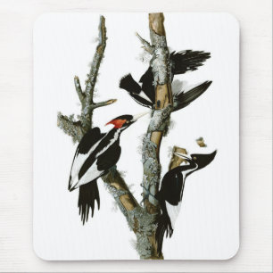 Elfenbeinspecht von Audubon Mousepad