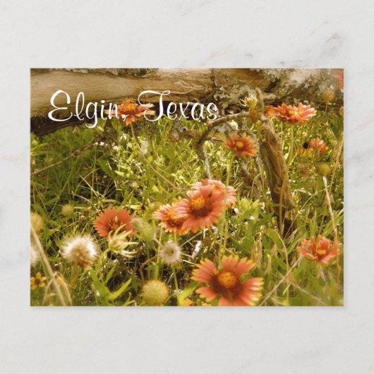 Elgin Texas Wildblume Postkarte (Vorderseite)