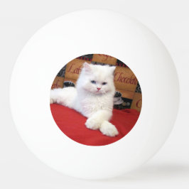 Eli - Persian Cat Ping Pong Ball Tischtennisball