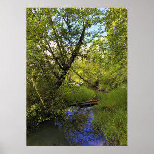 Elijah Bristow Staat Park, Dexter, Oregon Poster