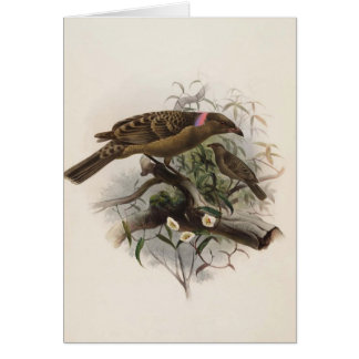 Eliot - Chlamydodera nuchalis - großer Bower-Vogel