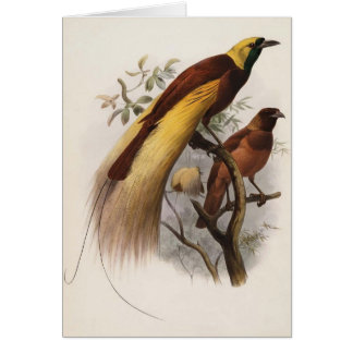 Eliot - Paradisea apoda - größerer Paradiesvogel