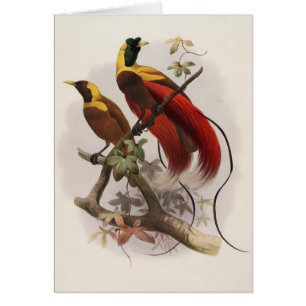 Eliot - Paradisea sanguinea - roter Paradiesvogel