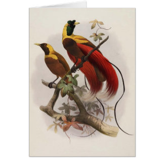 Eliot - Paradisea sanguinea - roter Paradiesvogel