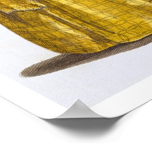 Elisabeth I (1530-1603) (farbige Gravur) Poster (Ecke)