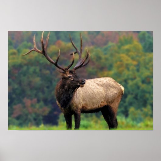 Elk 19x13 Poster (Vorne)
