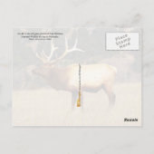 Elk at Fort Niobrara National Wildlife Refugium Postkarte (Rückseite)