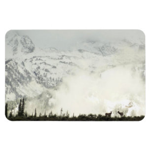 Elk at Grand Teton National Park Fotografy Magnet