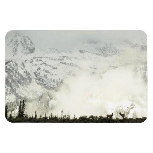 Elk at Grand Teton National Park Fotografy Magnet (Horizontal)