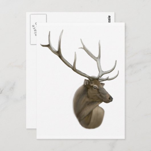 Elk Buck Postcard Postkarte (Vorne/Hinten)