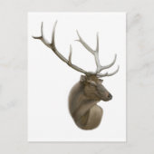 Elk Buck Postcard Postkarte (Vorderseite)