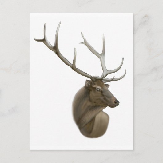 Elk Buck Postcard Postkarte (Vorderseite)