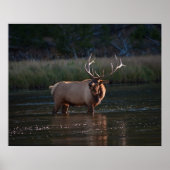 Elk Bugling Poster (Vorne)