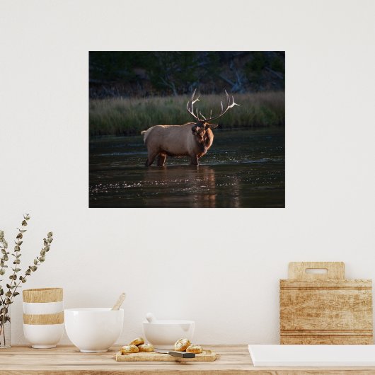 Elk Bugling Poster (Küche)