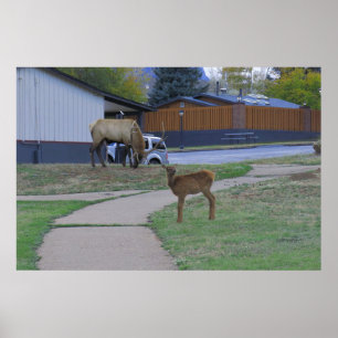 Elk Bull and Calf Poster