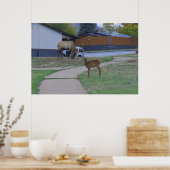 Elk Bull und Calf Poster (Küche)