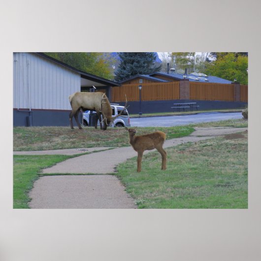Elk Bull und Calf Poster (Vorne)