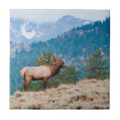 Elk (Cervus elephus) Fliese (Vorderseite)