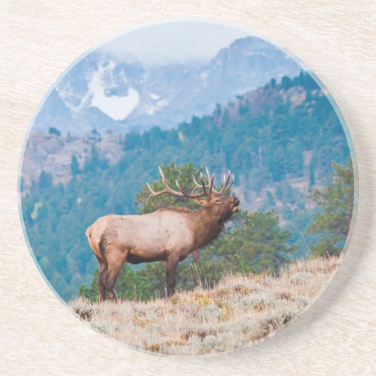 Elk (Cervus elephus) Getränkeuntersetzer (Vorne)