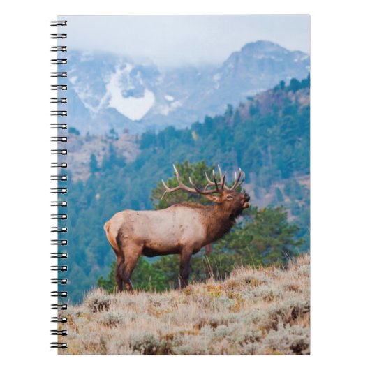 Elk (Cervus elephus) Notizblock (Vorderseite)