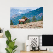 Elk (Cervus elephus) Poster (Heimbüro)