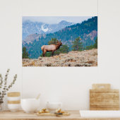Elk (Cervus elephus) Poster (Küche)