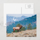 Elk (Cervus elephus) Postkarte (Vorne/Hinten)