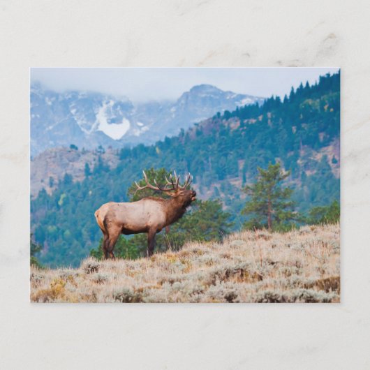 Elk (Cervus elephus) Postkarte (Vorderseite)