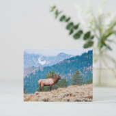Elk (Cervus elephus) Postkarte (Stehend Vorderseite)