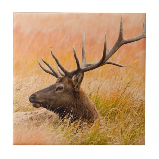 Elk (Cervus elephus) Resting In Meadow Grass Fliese (Vorderseite)
