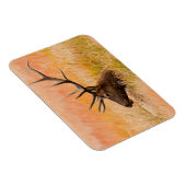 Elk (Cervus elephus) Resting In Meadow Grass Magnet (Rechte Seite)