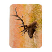 Elk (Cervus elephus) Resting In Meadow Grass Magnet (Vertikal)