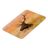 Elk (Cervus elephus) Resting In Meadow Grass Magnet (Linke Seite)