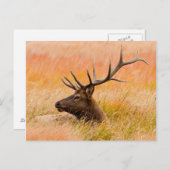 Elk (Cervus elephus) Resting In Meadow Grass Postkarte (Vorne/Hinten)