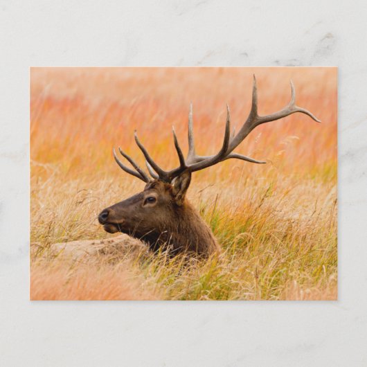 Elk (Cervus elephus) Resting In Meadow Grass Postkarte (Vorderseite)