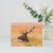 Elk (Cervus elephus) Resting In Meadow Grass Postkarte (Stehend Vorderseite)