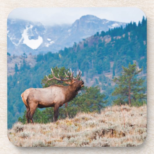 Elk (Cervus elephus) Untersetzer (Vorderseite)
