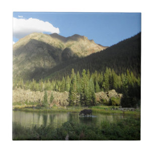 Elk Creek Moose - Weminuche Wilderness - Colorado Fliese