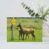 Elk Crossing California Wildlife Fotografie (Stehend Vorderseite)
