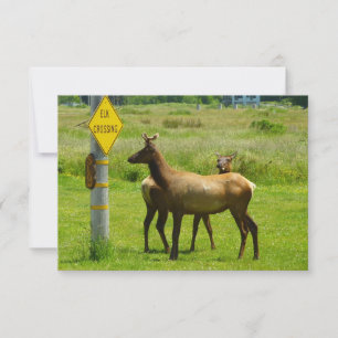 Elk Crossing California Wildlife Fotografie