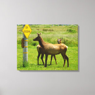 Elk Crossing California Wildlife Fotografie Leinwanddruck