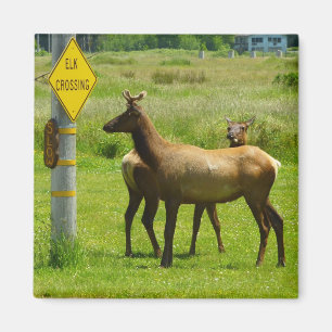 Elk Crossing California Wildlife Fotografie Magnet