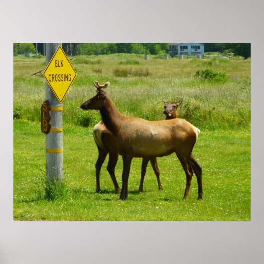 Elk Crossing California Wildlife Fotografie Poster (Vorne)