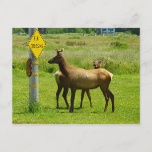 Elk Crossing California Wildlife Fotografie Postkarte