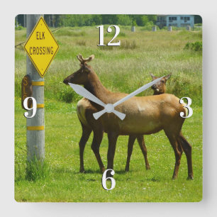 Elk Crossing California Wildlife Fotografie Quadratische Wanduhr