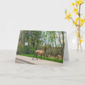 Elk Crossing Street Karte (Gelbe Blume)