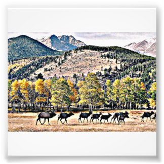 Elk Fest Fotodruck