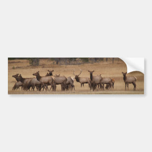 Elk Herd Background Autoaufkleber