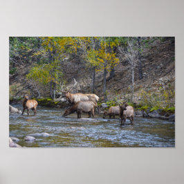 Elk Herd im Big Thompson River Poster